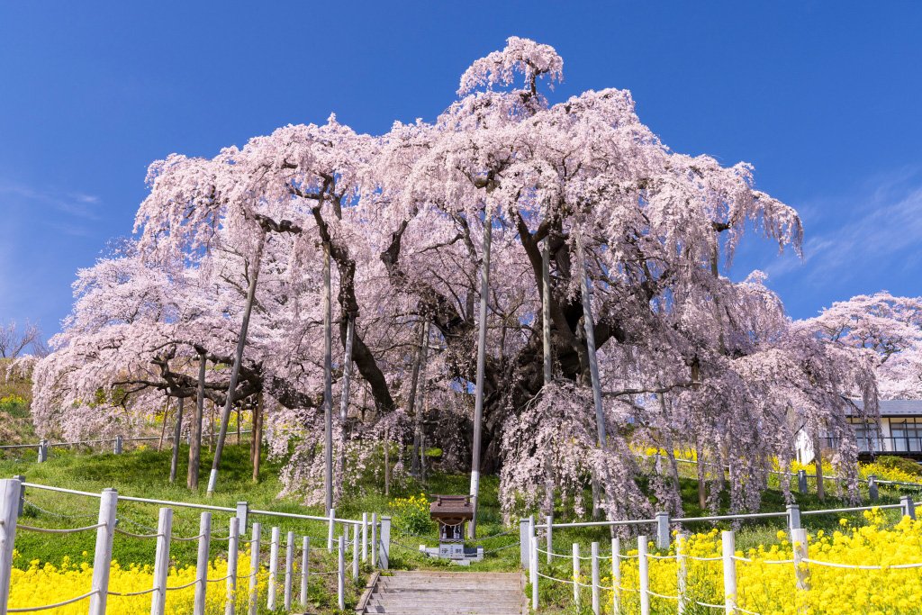 🌸 요시타카의 큰 벚나무(요시타카노오자쿠라) 이미지 7